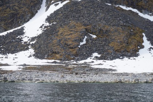 Polar bear on trash beach.jpg